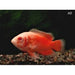 FOUDEBASSIN.COM ASTRONOTUS OCELLATUS RED ALBINO 4-5CM 8715897301551 V1451560