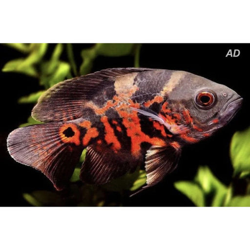 FOUDEBASSIN.COM ASTRONOTUS OCELLATUS RED TIGER 4-5CM 	8715897047862 V1451550