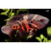 FOUDEBASSIN.COM ASTRONOTUS OCELLATUS RED TIGER 4-5CM 	8715897047862 V1451550