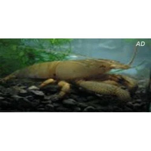 FOUDEBASSIN.COM ATYOPSIS GABONENSIS 5-7CM 	8715897211881 V1451583