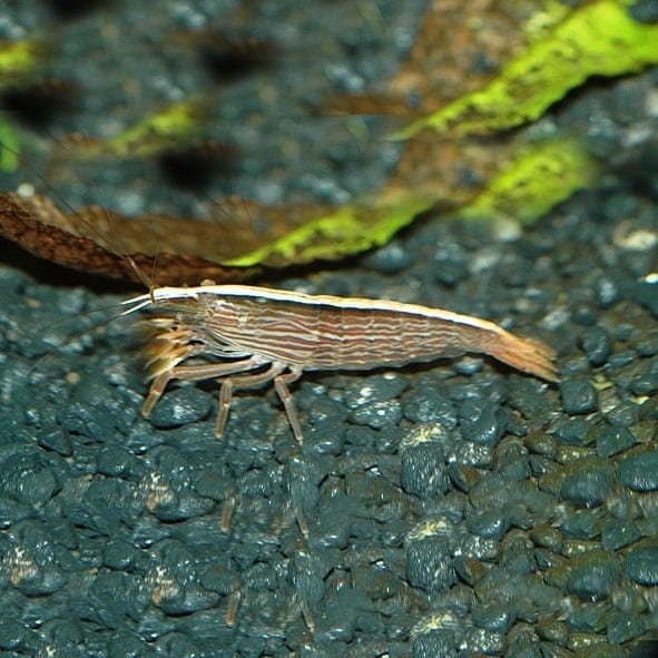 FOUDEBASSIN.COM ATYOPSIS MOLUCCENSIS 4-6CM 8715897051395 V1451590