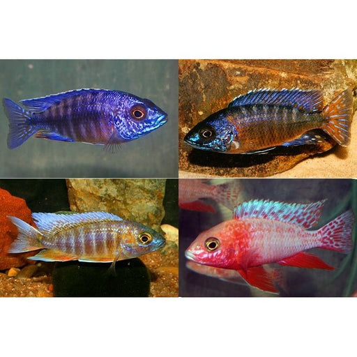 FOUDEBASSIN.COM AULONOCARA SP. MIX 4-5CM 8715897243370 V1451600