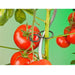 FOUDEBASSIN.COM Bague de tuteurage à tomates - Ø20 + Ø35 = Ø65 mm - 25 x 8711338404409 6040440