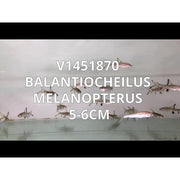 FOUDEBASSIN.COM BALANTIOCHEILUS MELANOPTERUS 5-6CM 	8715897049569 V1451870