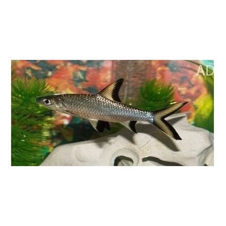 FOUDEBASSIN.COM BALANTIOCHEILUS MELANOPTERUS 5-6CM 	8715897049569 V1451870