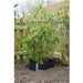 FOUDEBASSIN.COM Barrière anti-racinaire avec rail de fermeture - HDPE noir, 1000 g/m², épaisseur 1,2 mm - 70 cm x 3 m 8711338302262 6030226