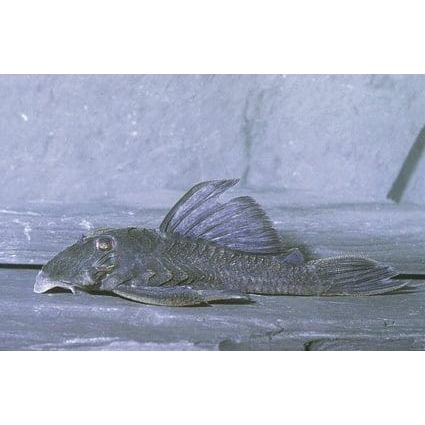FOUDEBASSIN.COM BARYANCISTRUS BEGGINI L239 4-5CM 8715897318313 V1455510