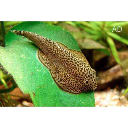 FOUDEBASSIN.COM BEAUFORTIA LEVERTTI 2-3CM 8715897211850 V1451953