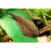 FOUDEBASSIN.COM BEAUFORTIA LEVERTTI 2-3CM 8715897211850 V1451953