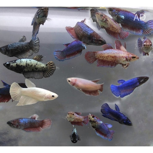 FOUDEBASSIN.COM BETTA FEMALE 2,5- 3,2CM 	8715897211829 V1452013