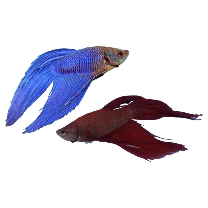 FOUDEBASSIN.COM BETTA MALE 4-5CM 	8715897049644 V1452050