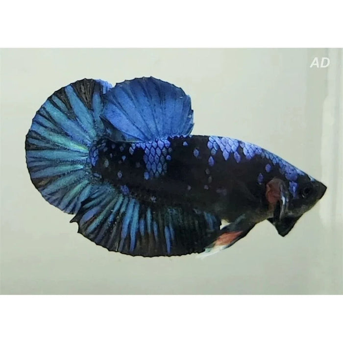 FOUDEBASSIN.COM BETTA MALE AVATAR 4-5CM 	8715897343551 V1451980
