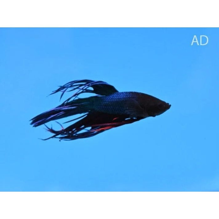 FOUDEBASSIN.COM BETTA MALE CROWNTAIL 4-5CM 	8715897204333 V1452025