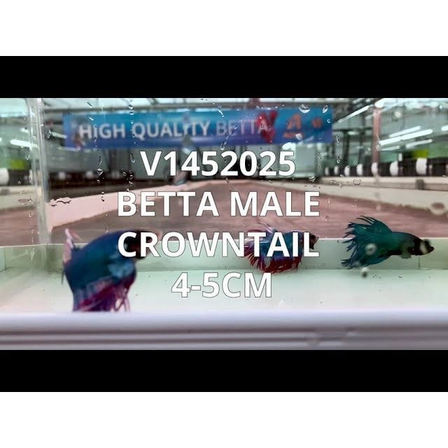 FOUDEBASSIN.COM BETTA MALE CROWNTAIL 4-5CM 	8715897204333 V1452025