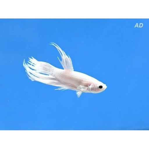 FOUDEBASSIN.COM BETTA MALE CROWNTAIL PLATINUM 4-5CM 8715897343599 V1451990