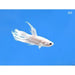FOUDEBASSIN.COM BETTA MALE CROWNTAIL PLATINUM 4-5CM 8715897343599 V1451990