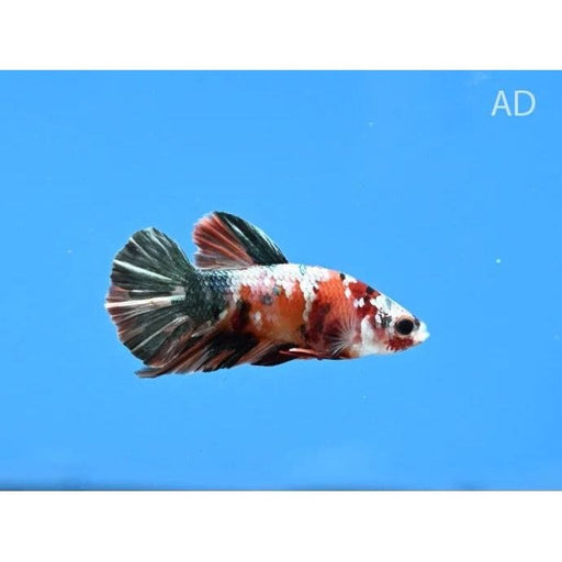 FOUDEBASSIN.COM BETTA MALE NEMO COPPER 4-5CM 	8715897343629 V1451997