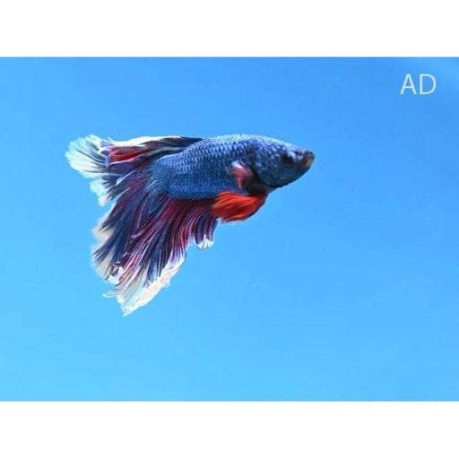 FOUDEBASSIN.COM BETTA MALE SUPER DELTA 4-5CM 	8715897204340 V1452040