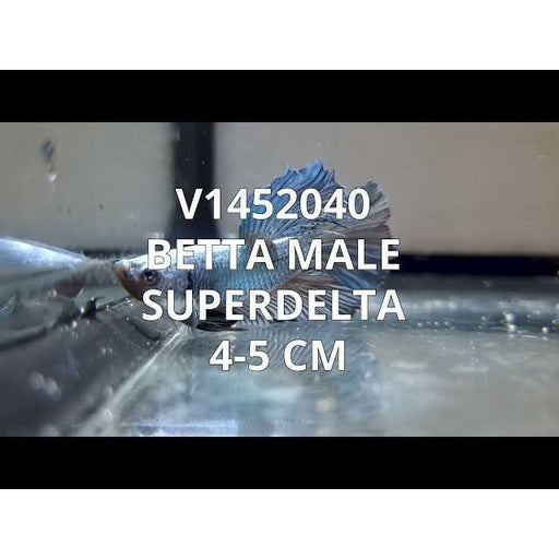 FOUDEBASSIN.COM BETTA MALE SUPER DELTA 4-5CM 	8715897204340 V1452040