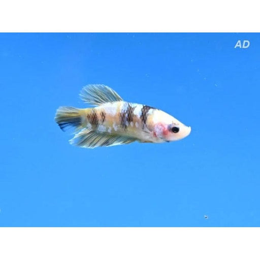 FOUDEBASSIN.COM BETTA MALE YELLOW GALAXY 4-5CM 8715897343667 V1452010