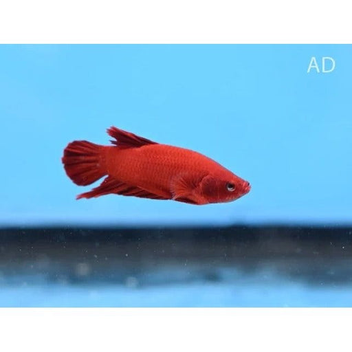 FOUDEBASSIN.COM BETTA SPLENDENS MALE FANCY/MASCOT RED 4-5CM 	8715897292811 V1452055