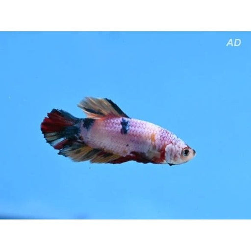 FOUDEBASSIN.COM BETTA SPLENDENS MALE HIGH QUALITY CANDY 4-5CM 8715897303234 V1452085