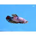 FOUDEBASSIN.COM BETTA SPLENDENS MALE HIGH QUALITY CANDY 4-5CM 8715897303234 V1452085