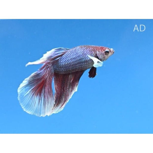 FOUDEBASSIN.COM BETTA SPLENDENS MALE SUPERDELTA ELEPHANT EAR 4-5CM 8715897292835 V1452075