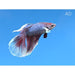 FOUDEBASSIN.COM BETTA SPLENDENS MALE SUPERDELTA ELEPHANT EAR 4-5CM 8715897292835 V1452075