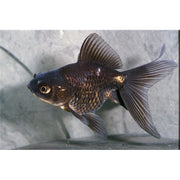 FOUDEBASSIN.COM BLACK MOOR 5-6 CM 8715897008856 V1222085
