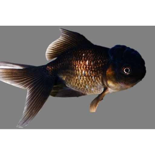 FOUDEBASSIN.COM BLACK ORANDA 7-8 CM 8715897008870 V1222410