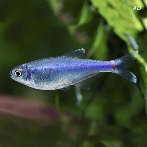 FOUDEBASSIN.COM BOEHLKEA FREDCOCHUI 1,8-2,2CM 	8715897211799 V1452113