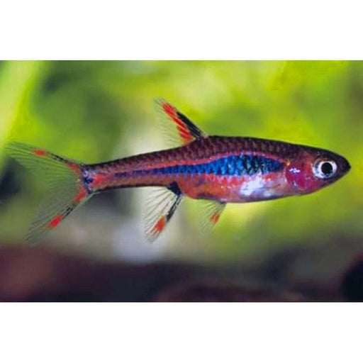 FOUDEBASSIN.COM BORARAS BRIGITTAE 1,0-1,5CM 8715897221958 V1452140