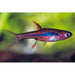 FOUDEBASSIN.COM BORARAS BRIGITTAE 1,0-1,5CM 8715897221958 V1452140