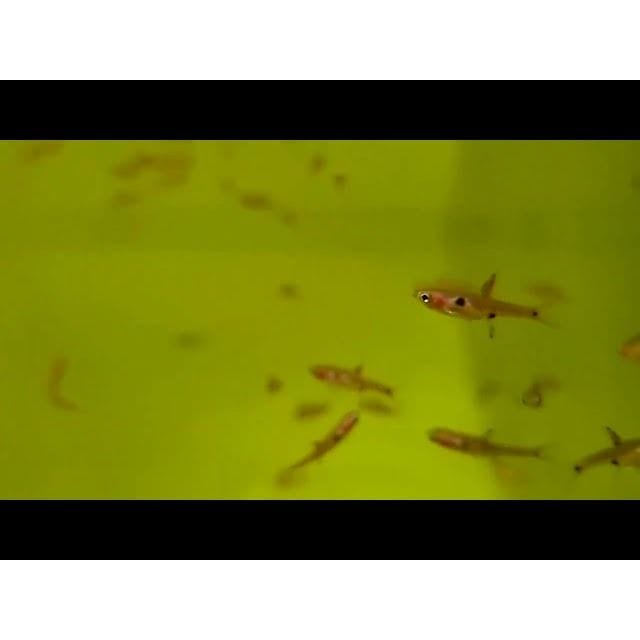 FOUDEBASSIN.COM BORARAS MACULATUS 1,0-1,5CM 	8715897211768 V1452153