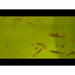 FOUDEBASSIN.COM BORARAS MACULATUS 1,0-1,5CM 	8715897211768 V1452153