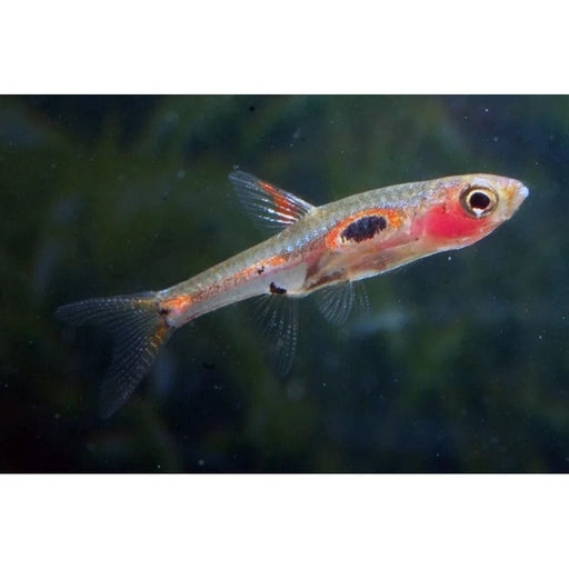FOUDEBASSIN.COM BORARAS MERAH 1,0-1,5CM 	8715897304323 V1452160
