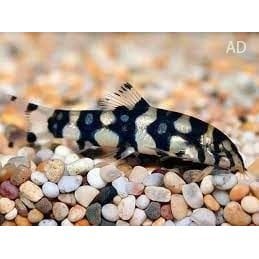 FOUDEBASSIN.COM BOTIA KUBOTAI 4-5CM 	8715897201431 V1452205