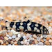 FOUDEBASSIN.COM BOTIA KUBOTAI 4-5CM 	8715897201431 V1452205