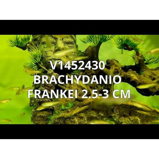 FOUDEBASSIN.COM BRACHYDANIO FRANKEI 2,5-3CM 	8715897105432 V1452430