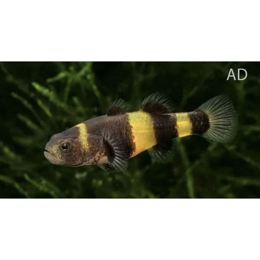 FOUDEBASSIN.COM BRACHYGOBIUS DORIAE 1,2-2CM 8715897052910 V1452470