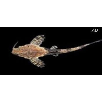 FOUDEBASSIN.COM BUNOCEPHALUS CORACOIDEUS 5-6CM 8715897159381 V1452500