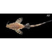 FOUDEBASSIN.COM BUNOCEPHALUS CORACOIDEUS 5-6CM 8715897159381 V1452500
