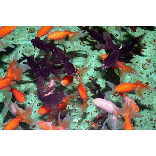 FOUDEBASSIN.COM BUTTERFLY MIX 7-8 CM 8715897213694 V1222638
