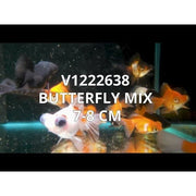 FOUDEBASSIN.COM BUTTERFLY MIX 7-8 CM 8715897213694 V1222638