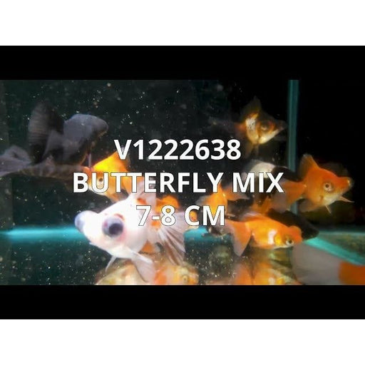 FOUDEBASSIN.COM BUTTERFLY MIX 7-8 CM 8715897213694 V1222638