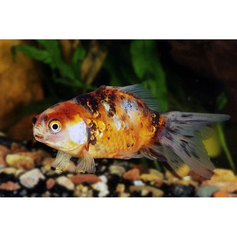 FOUDEBASSIN.COM CALICO FANTAIL 5-6 CM 8715897008580 V1222045