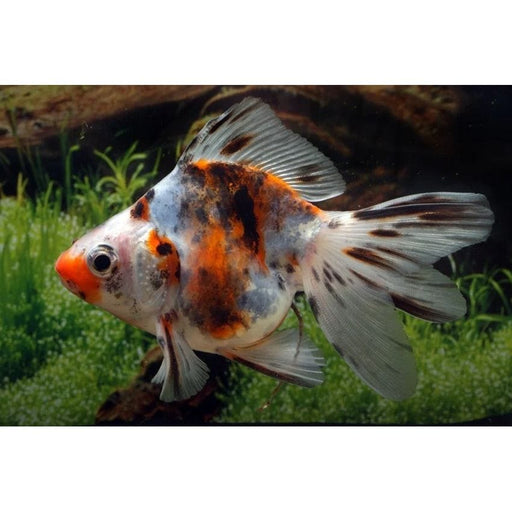 FOUDEBASSIN.COM CALICO RYUKIN 7-8 CM 8715897012624 V1222960
