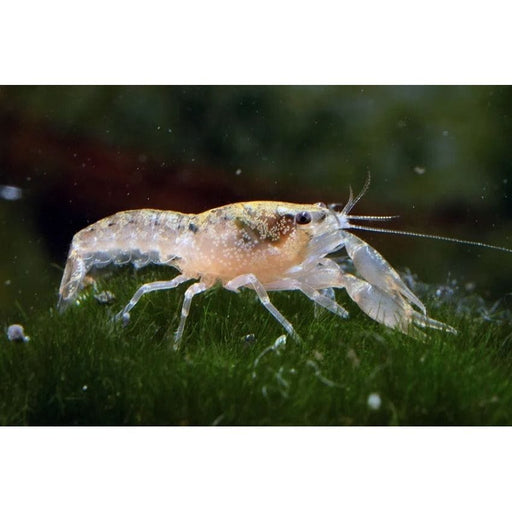 FOUDEBASSIN.COM CAMBARELLUS TEXANUS 1,2-2CM 8715897220647 V1452523