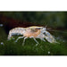FOUDEBASSIN.COM CAMBARELLUS TEXANUS 1,2-2CM 8715897220647 V1452523